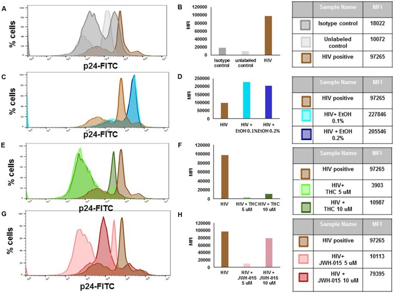 Alcohol and cannabinoids differentially modulate intracellular levels of p24 in MDDC. MDDC were infected with HIV and treated with alcohol, THC or JWH-015 for up to 7 days prior to assessing intracellular p24 levels by flow cytometry. A representative histogram overlay is shown in this figure (A,C,E,G). Mean Fluorescence Intensity (MFI) corresponding to histogram overlays were calculated using FlowJo software and are shown in this figure (B,D,F,H). A total of 10,000 events were collected for each sample. Cells were gated based on isotype control. Data are expressed as % of p24 positive cells and MFI of FITC-labeled p24 and are representative of three individual experiments performed at least in duplicates.