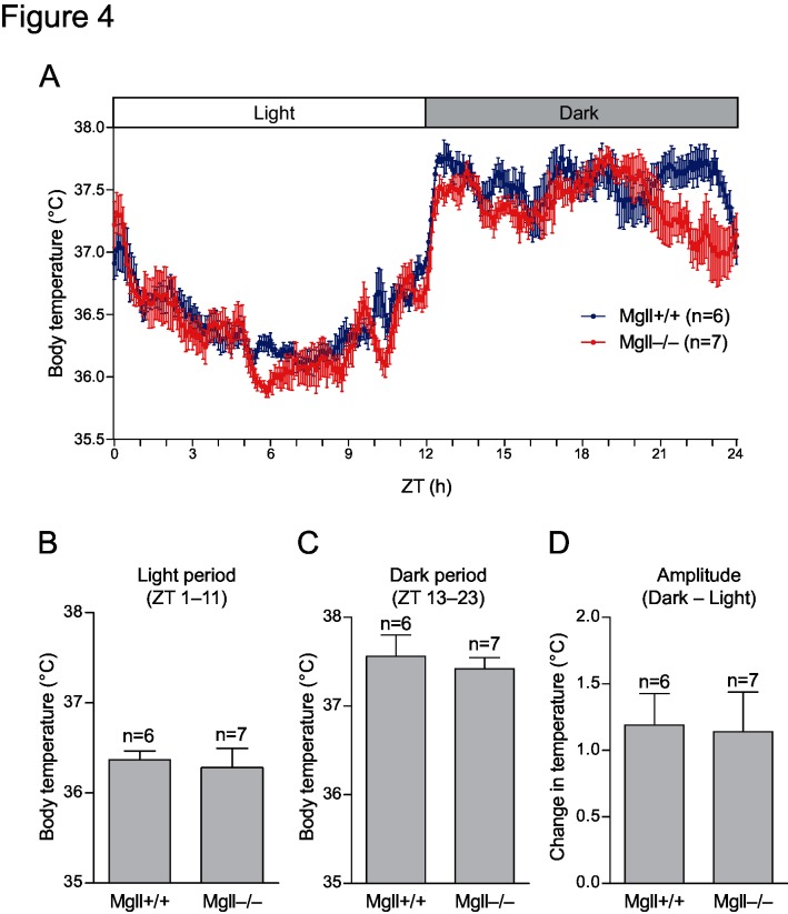 Diurnal core body temperature changes.(A) Mgll +/+ (n = 6) and Mgll −/− mice (n = 7) were intra-abdominally implanted with thermo-logger and placed in a thermostat chamber with a light-dark cycle (L:D = 12h:12h). Core body temperatures of 3 consecutive light-dark cycles were averaged for each mice. Data are expressed as means ± SEM, for indicated numbers of mice. No statistically significant differences were found between genotypes (Bonferroni post-test after two-way repeated measures ANOVA). (B-D) Averaged body temperature for light period (ZT 1–10) (B) and dark period (ZT 13–23) (C), and the difference in body temperatures between light and dark periods (D) were calculated using the data shown in (A). No statistically significant differences were found between genotypes (Student’s t-test).