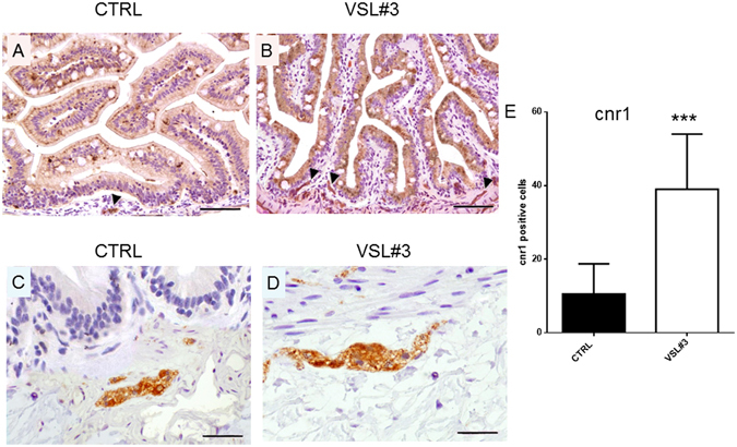 (A,C) Section from untreated fish, stained for cnr1 receptor, shows a strong stain restricted to parietal ganglia only (arrow head), with low levels of expression in enterocytes or other cell types (A-bar = 200 µm; C- bar = 50 µm). (B) Strong expression of cnr1 is observed in epithelial cells, in some mesenchymal cells, and in ganglia (arrow heads) of the muscular layer of intestine wall of VSL#3-treated fish (bar = 200 µm). (D) Note the strong presence of the receptor in a ganglion, as demonstrated by high power magnification of a particular area in the same section (bar = 50 µm). (E) Intestinal cnr1 protein levels by IHC in control and VSL#3-treated fish. Values indicate mean ± SD. ***p < 0.001.