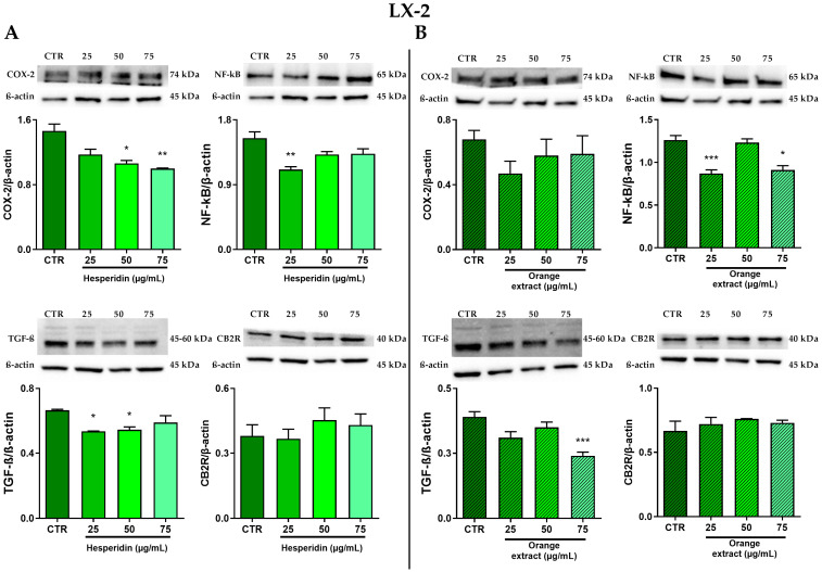 Effect of HE (A) and OE (B) on COX-2, NF-κB p65, TGF-β and CB2R protein expressions in LX-2 cells was measured by Western blot, and β-actin was used as a loading control. Representative Western blot bands are shown below. All data reported in each panel are expressed as the mean ± SEM from three independent experiments, where * p ≤ 0.033, ** p ≤ 0.002, and *** p < 0.0002 by the Kruskal–Wallis test corrected for multiple comparison by Dunn’s test.