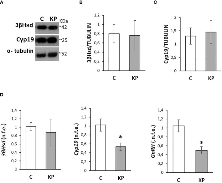 Modulation of the intratesticular markers of steroidogenesis and GnRH. Representative Western blots for 3βHsd and Cyp19 (A) and normalization of 3βHsd (B) and Cyp19 (C) signals carried out against α-tubulin. Quantitative expression of 3βHsd, Cyp19, and GnRH mRNA carried out by qPCR (D). Data are representative of n = 6 different animals and are expressed as protein OD/tubulin OD ± standard deviation or normalized fold expression (n.f.e.) ± SEM against the housekeeping genes HPRT/β-actin and the control group used as a reference sample. C, control group (placebo-injected animals); KP, animals injected with Kp10; *p< 0.05.