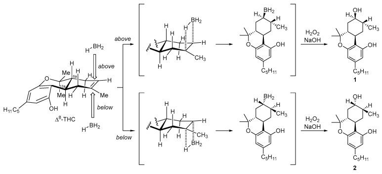 Reaction mechanism of hydroboration to yield compounds 1 and 2.