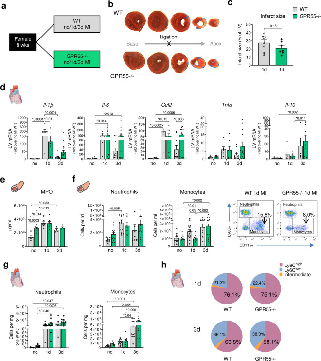 Impact of GPR55 deficiency on acute inflammatory response following MI. (a) Study design to explore the effect of GPR55 deficiency on acute post-MI wound healing. WT and GPR55−/− mice were randomly assigned to baseline characterization (no MI) or to MI via permanent LAD ligation for 1 or 3 days (d). (b) Representative TTC stained consecutive heart slices from base to apex with dotted blue lines indicating the infarct area measured and (c) quantification of infarct sizes 1 day post-MI in WT and GPR55−/− hearts (student’s t-test). (d) LV gene expression in WT and GPR55−/− mice relative to baseline WT. (e) Plasma MPO levels in WT and GPR55−/− mice, assessed via ELISA. (f) Total counts of circulating neutrophils and monocytes in WT and GPR55−/− mice, quantified via flow cytometry, and representative dot plots indicating respective monocyte counts (CD115+ Ly6G−) as percentage of single cells. (g) Neutrophil and monocyte counts in WT and GPR55−/− hearts. (h) Relative distribution of Ly6Chigh, low and intermediate monocytes post-MI in WT and GPR55−/− mice. Bars indicate mean ± SE (n = 5–11/group) (Two-way ANOVA with Sidak’s post hoc test).