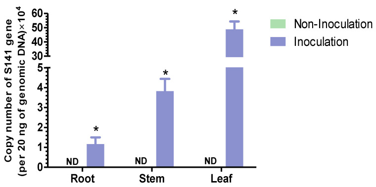 Localization of S141 in cannabis after inoculation with B. velezensis S141. Genomic DNA was collected from the leaf, stem, and root tissues at 7 days after inoculation. S141 copy levels were measured in triplicate using qRT-PCR. Data are presented as mean ± SD for n = 3 from three biological replications, with significant differences (p < 0.05) indicated by asterisks. ND denotes not detected.