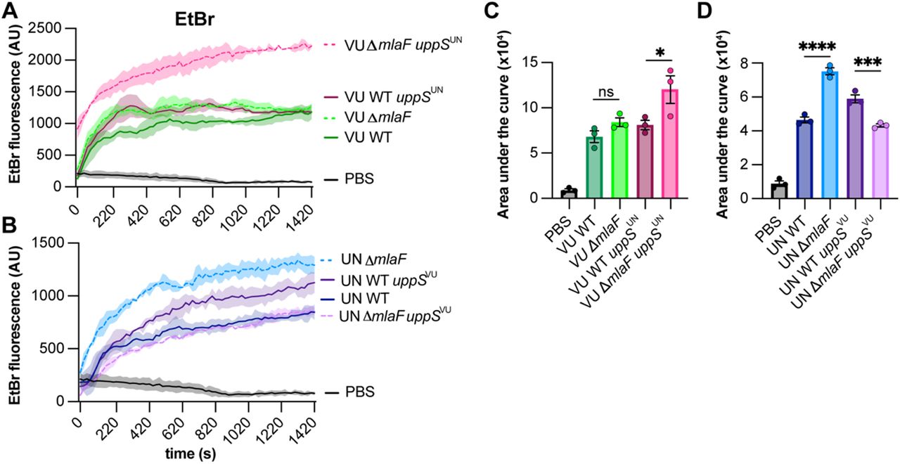 UppSUN increases membrane permeability in 17978 ΔmlaF strain.(A and B) ATCC 17978VU (A) and 17978UN (B) WT and ΔmlaF strains with the intrinsic or opposite uppS allele were incubated with efflux pump inhibitor CCCP and ethidium bromide and fluorescence was measured. Data are representative of two experiments. n=3, data are means ± SEM. (C and D) Quantified area under the curve for A and B, respectively. Significance is by one-way ANOVA with Tukey’s multiple comparisons test. Comparisons were made each strain and the PBS-only negative control and between ΔmlaF strains with their respective wildtype strain. significant differences are indicated by * p < 0.05, ** p <0.01, *** p < 0.001, **** p < 0.0001.