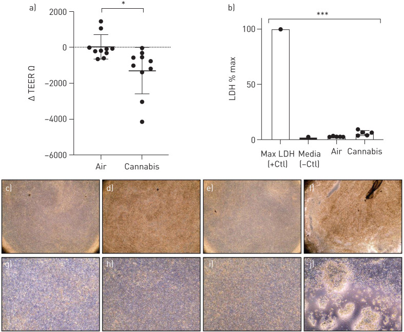 a) Change in transepithelial electrical resistance (TEER) from baseline after room air versus whole cannabis smoke exposure. Analysed with paired t-test, p=0.029, n=10. b) Lactate dehydrogenase (LDH) expression as a proportion of maximal LDH release, analysed via ANOVA and Tukey's post hoc test. Shows representative microscopy (×40) of c) Transwell inserts with human bronchial epithelial cells (HBECs) prior to room air exposure, d) Transwell with HBECs after room air exposure, e) Transwell with HBECs prior to whole cannabis smoke exposure, and f) Transwell with HBECs after whole cannabis smoke exposure (product weight of 0.7 g). Representative microscopy (×100) of g) Transwell inserts with HBECs prior to room air exposure, h) Transwell with HBECs after room air exposure, i) Transwell with HBECs prior to whole cannabis smoke exposure, and j) Transwell with HBECs after whole cannabis smoke exposure (product weight of 0.7 g). *: p<0.05; ***: p<0.001.