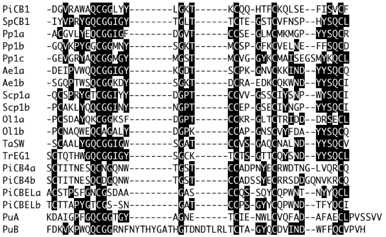 Comparison of a selection of cellulose binding domain (Carbohydrate Binding Module 1) proteins by alignment of conserved regions.PiCB1, Phytophthora infestans (CBD1) ABW76417; SpCB1, Saprolegnia parasitica AAZ94039; Pp1a, Pp1b and Pp1c, Porphyra purpurea AAA61792; Ae1a and Ae1b, Aphanomyces euteiches Ae_11AL5933; Scp1a and Scp1b, Schizosaccharomyces pombe NP_593986; Ol1a and Ol1b, Ostreococcus lucimarinus ABO94230; TaSW, Trichoderma asperellum ACB05430; TrEG1, Trichoderma reesei AAA34212; PiCB4a and PiCB4b, Phytophthora infestans (CBD4) ACL80756; PiCBELa and PiCBELb, Phytophthora infestans (CBD5) ACM68430; PuA and PuB, Pythium ultimum (CBD4) ADOS01001693. Arrow indicates previously reported site of mutation of tyrosine residue (ref. 17), found on the outer, non-cellulose binding face of the CBM1 of TrEG1. Designations of a, b and c refer to repeated CBM motifs within the same protein.