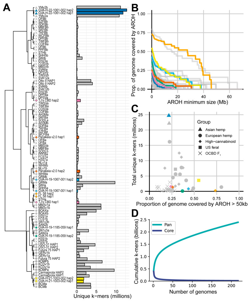 Seven new C. sativa assemblies in the context of existing genomes (A) Jaccard clustering of 100 haplotypes from 50 chromosome-level phased assemblies based on a 31-mer PanKmer index. An aligned bar plot shows the number of unique 31-mers identified in each haplotype from a 31-mer index of 217 C. sativa assemblies. (B) The proportion of each of the 50 chromosome-level phased C. sativa assemblies covered by aligned runs of homozygosity (AROH) of various sizes derived from pairwise minimap2 alignments between haplotypes (C) The number of unique k-mers found in both haplotypes plotted against the proportion of the genome covered by AROH greater than 50 kb. (D) PanKmer collector’s curve from the 31-mer index of 217 C. sativa assemblies. Colors in panels (A–C) indicate assemblies from this paper. Shapes in panels (A,C) indicate the name and group that each assembly is associated with based on provided metadata per the legend in panel (C).