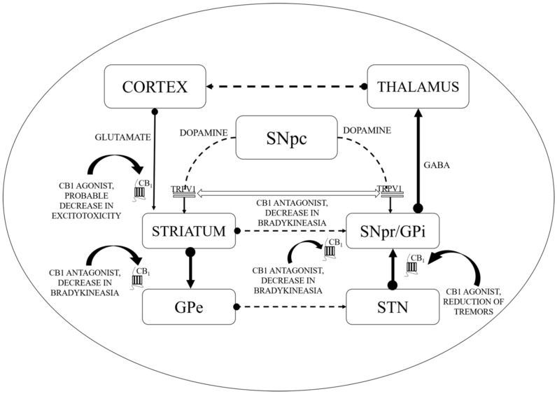 Basal ganglia circuitry and mechanisms depicting the cannabinoid (CB) targets in motor disability improvement in Parkinson’s disease (PD). CB1—Cannabinoid 1 receptor; GABA—γ-aminobutyric acid; GPe—Globus pallidus (external); GPi—Globus pallidus (internal); SNpc—Substantia nigra pars compacta; SNpr—Substantia nigra pars reticulata; STN—subthalamic nucleus; TRPV1—Transient receptor potential type-1 vanniloid; dotted line arrows—underactive; full line arrows—overactive.
