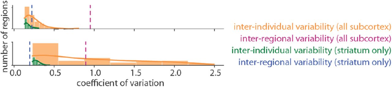 Subcortical distributions of inter-individual coefficient of variation for D2 [11C]raclopride tracerWe show the distribution of subcortical inter-individual coefficient of variation (orange) and striatal inter-individual coefficient of variation (green). A kernel density is estimated for each distribution (solid lines). The dashed purple line represents the inter-regional coefficient of variation across all subcortical structures, and the dashed blue line represents inter-regional coefficient of variation across all striatal regions. Notably, variability is considerably lower in the striatum where [11C]raclopride tracer is sensitive to D2 receptor abundance. Data from [20] (N = 16) is shown on the top and data from [2, 5, 6] (N = 47) is shown on the bottom.