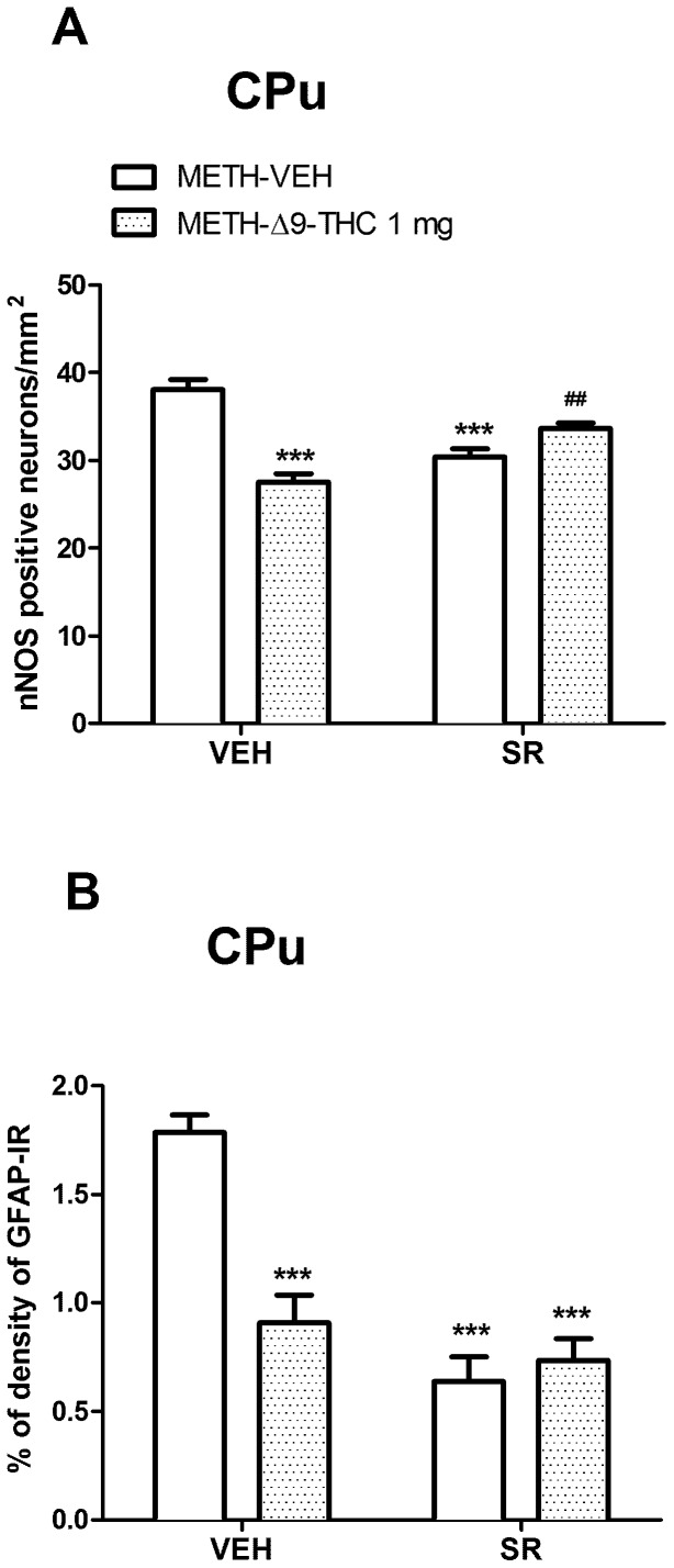 Effects of SR on nNOS and GFAP-IR in the CPu.A. Rats received injections of 1/kg Δ9-THC or VEH at 0.5, 12, 24, 36 and 48 h after the last METH administration (Post-treatment, POST) and were sacrificed 3 days after the last METH injection. SR (1 mg/kg, i.p.) or VEH were administered 15 min before each Δ9-THC or VEH injection. Two-way ANOVA in the CPu (A) showed a significant Δ9-THC x SR interaction (F(1,40) = 32.45, p<0.0001); the administration of SR blunted the effect of Δ9-THC on METH-induced nNOS over-expression. SR alone decreased nNOS labeled neurons compared to that of control. ***p<0.001 vs METH-VEH (VEH pretreated) and ##p<0.01 vs METH-VEH-Δ9-THC (VEH pretreated). B. Two-way ANOVA for GFAP-IR revealed a significant interaction between Δ9-THC and SR in the CPu (F(1,35) = 19.86, p<0001). Δ9-THC and SR, alone or in combination, attenuated the METH-induced increase of GFAP-IR in the CPu. ***p<0.001 vs METH-VEH (VEH pretreated).