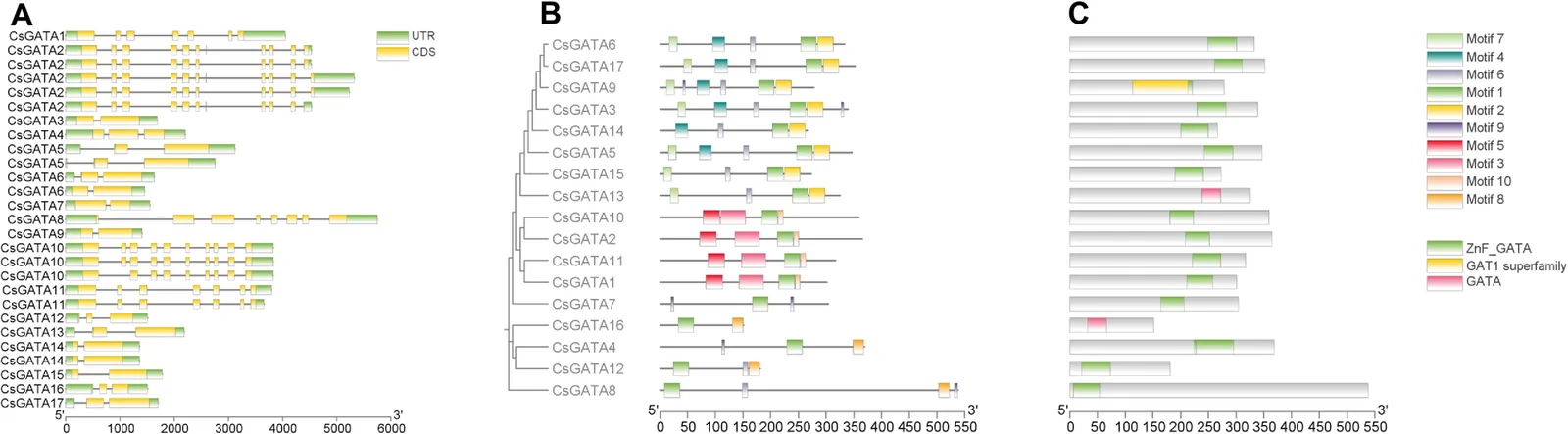 Gene structure and conserved motifs of CsGATA TFs. A Exon–intron structures of 17 CsGATA genes. Gene lengths are drawn to scale. B Conserved motifs in CsGATA proteins identified by MEME analysis. C Conserved domain architecture of CsGATA proteins predicted by SMART and CDD, showing the ZnF_GATA domain