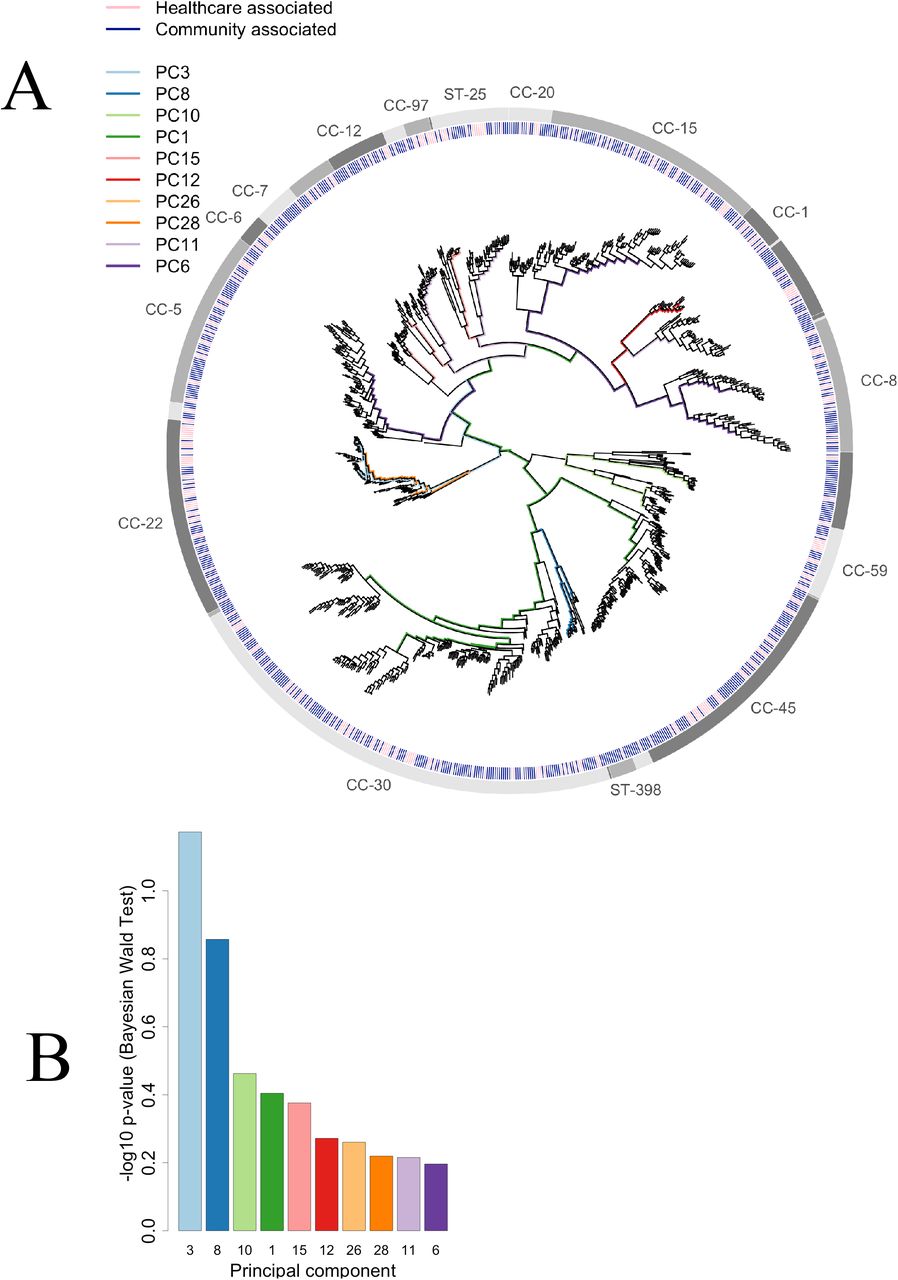 Association of Principal Components with CA-vs-HA carriage.(A) The branches corresponding to the 10 lineages most significantly associated with CA-vs-HA carriage are coloured on a maximum likelihood phylogeny of the study isolates. Branch lengths have been square-root transformed to discriminate closely related lineages. Clonal complexes are denoted in the outermost ring. The second outermost ring indicates isolate source (blue community, pink hospital) (B) Significance (negative log10 p-values) of the 10 most significantly associated PCs. A Bonferroni corrected threshold for significance is 10−4.3.