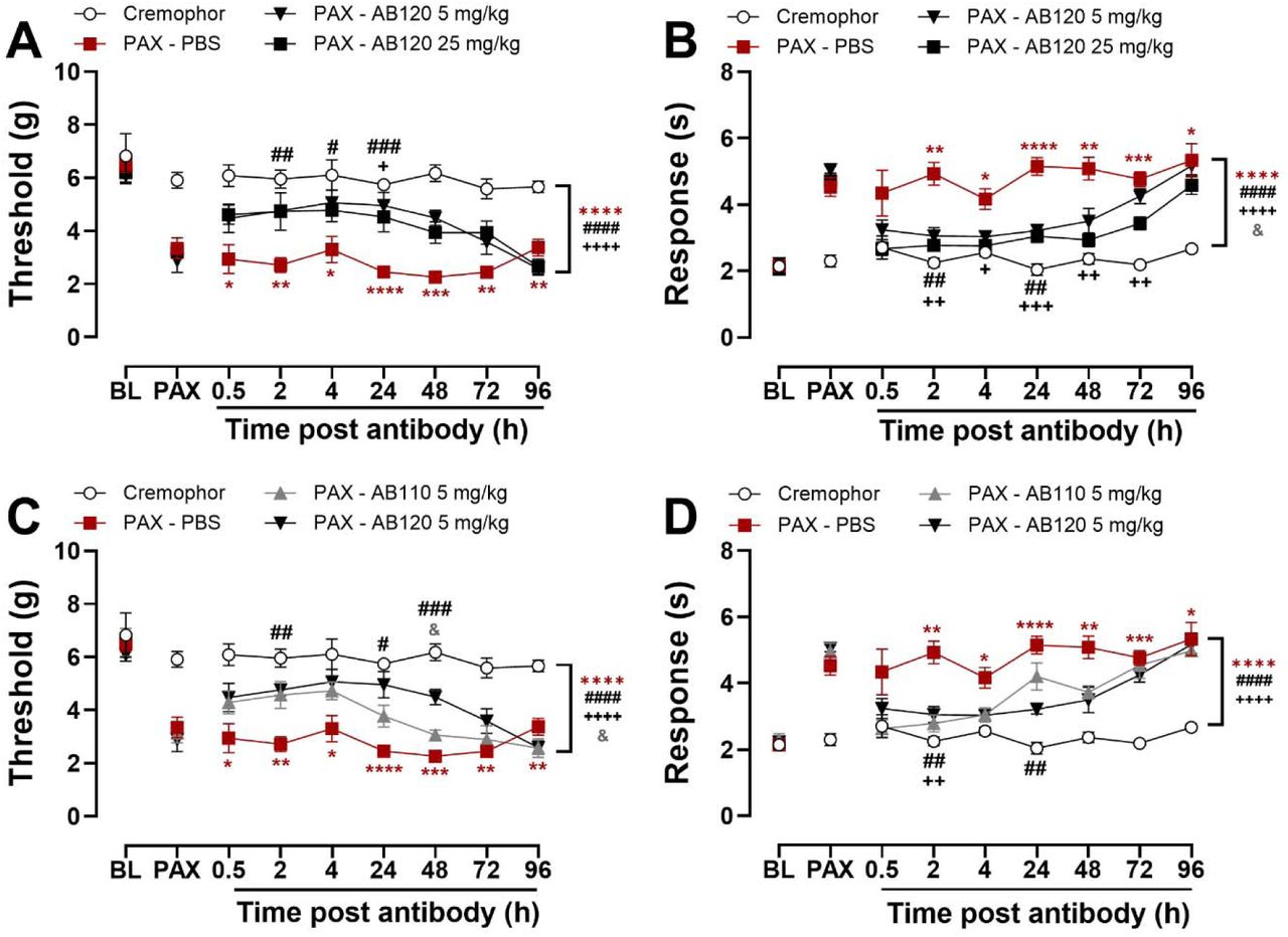 CB2-specific antibody agonist AB120 attenuates paclitaxel-induced mechanical and cold hypersensitivity in female mice. AB120 or AB110 was administered acutely at 14 days post initial paclitaxel dosing, when CIPN was established. AB120 (5 and 25 mg/kg, i.p.) attenuated paclitaxel-induced (A) mechanical and (B) cold hypersensitivity in mice. AB120 (5 mg/kg, i.p.) attenuated (C) mechanical hypersensitivity relative to AB110 (5 mg/kg, i.p.) or PBS treatment whereas both antibodies attenuated (D) cold hypersensitivity with comparable efficacy. Data show mean (± SEM) (n=4-6). Two-way ANOVA followed by Bonferroni’s post hoc test. Interaction between time points and treatment effect (A-B): *P<0.05 **P<0.01, ***P<0.001, ****P<0.0001 Cremophor vs. PAX-PBS; #P <0.05, ##P <0.01, ###P <0.001 PAX-PBS vs. PAX-AB120 5 mg/kg; ++P <0.01, +++P<0.001 PAX-PBS vs. AB120 25 mg/kg. Interaction between time and treatment (C-D): *P<0.05, **P <0.01, ***P<0.001, ****P<0.0001 Cremophor vs. PAX-PBS; #P<0.05, ##P<0.01, ###P <0.001 PAX-PBS vs. PAX-AB120 5 mg/kg; ++P<0.01 PAX-PBS vs. AB110 5 mg/kg. &P<0.05, PAX-AB110 5 mg/kg vs. PAX-AB120 5 mg/kg. Brackets (main treatment effect): ****P<0.0001 Cremophor vs. PAX-treated groups; Panels A-B: ####P<0.0001 PAX-PBS vs. PAX-AB120 5 mg/kg; ++++P<0.0001 PAX-PBS vs. PAX-AB120 25 mg/kg; &P<0.05 PAX-AB120 5 mg/kg vs. PAX-AB120 25 mg/kg; Panels C-D: ####P<0.0001 PAX-PBS vs. PAX-AB120 5 mg/kg; ++++P<0.0001 PAX-PBS vs. PAX-AB110 5 mg/kg; &P<0.05 PAX-AB110 vs. PAX-AB120.