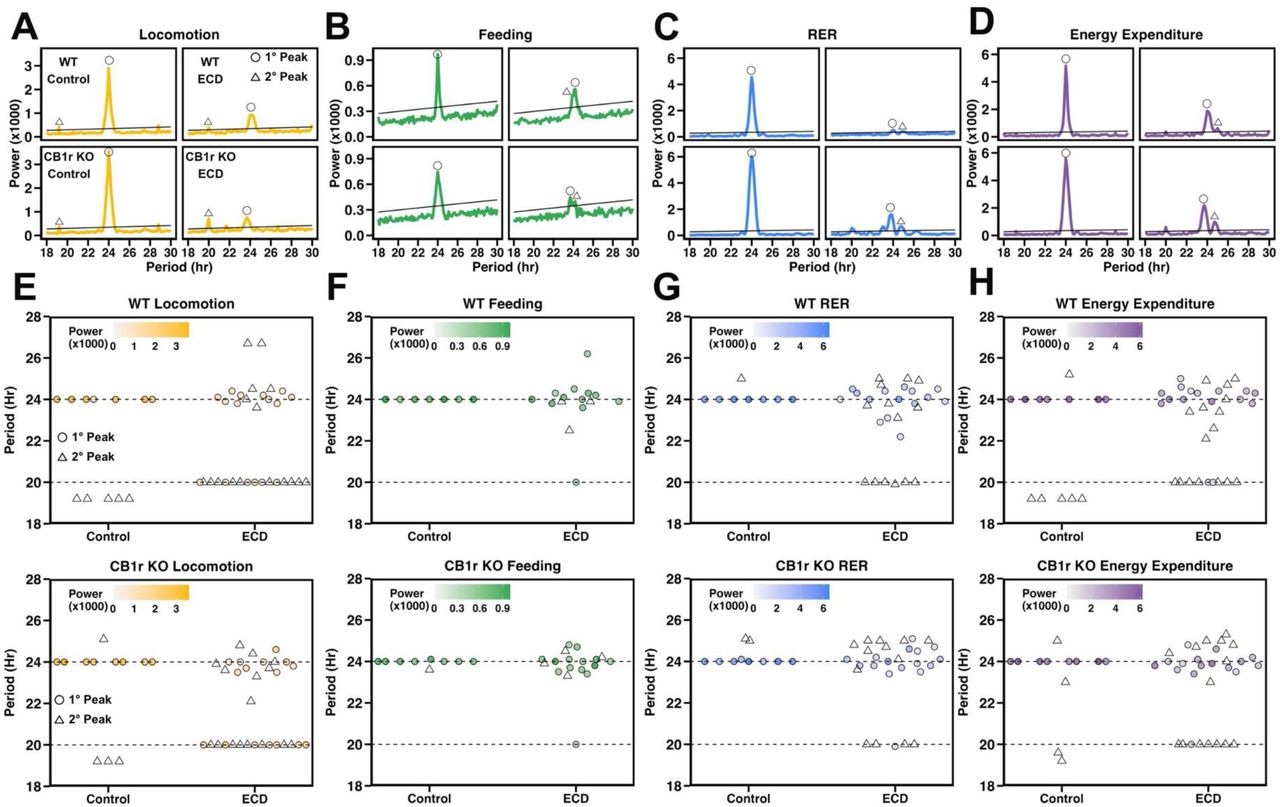 ECD reduces the amplitude and precision of physiological rhythms independent of CB1r signalingA – D: Chi-square periodogram results of representative animals from each group computed for locomotion (A), feeding (B), RER (C), and energy expenditure (D). Solid black line indicates threshold of significance. For demonstration, the primary peak has been labeled with an open circle, while the secondary peak (if present) has been labeled with an open triangle.E – H: Result of chi-square periodogram analysis performed on locomotion (E), feeding (F), RER (G), and energy expenditure (H) across the entire experimental timeline, with the periodicity, in hours, of the two most powerful peaks plotted on the y-axis. Primary (i.e., highest power) peaks are shown as closed circles where color indicates the power of the peak. Secondary peaks are shown as open triangles without color.Stats: We performed chi-square periodogram analysis using the zeitgebr::periodogram function in R with a fixed sampling interval and a period search range between 16-32h. The alpha threshold for statistically significant periodicity was set at 0.001.
