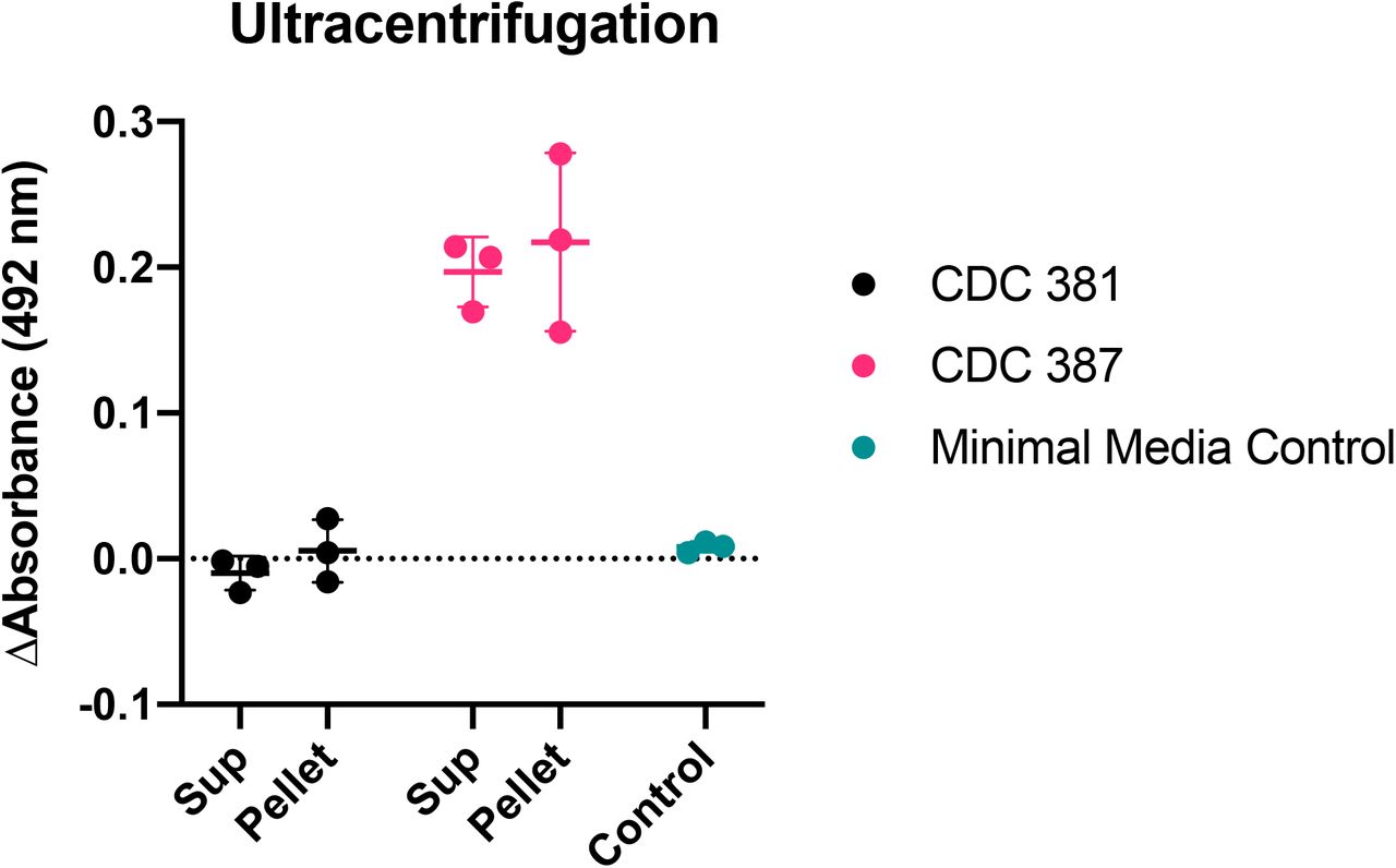 Melanization activity is not associated with extracellular vesicles.Following ultracentrifugation of the C. auris-conditioned media, there is comparable melanization activity in both the supernatant and the pellet (containing extracellular vesicles) resuspended in 200 μl of supernatant, which represents a ∼200x concentration.