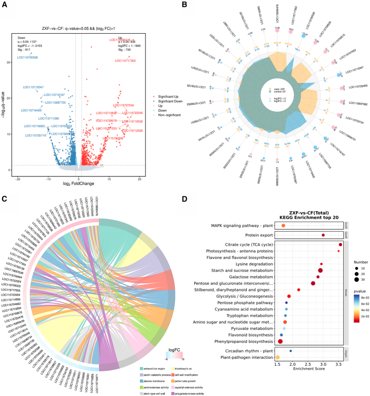 Analysis of differentially expressed genes in female and male Cannabis sativa L(A) Volcano map of differential gene expression.(B) Differential gene radar map of the top 30 significantly up- and downregulated genes.(C) Chord map of the top 10 terms after GO enrichment analysis.(D) Bubble map of the top 20 KEGG pathways in XF (male) and CF (female).