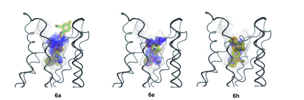Predicted binding modes of 6e, 6a, 6h to human CB2 model after docking with GOLD. All compounds bind with their carbazole moiety (ring A, cf. Figure 1) in the binding pocket indicated by black dots. The figure was created with the software MOE (Chemical Computing Group Inc., Montreal, Canada) using the module PostDock [45]: The visibility of the surfaces is proportional to their binding energies based on Boltzman statistics. The surfaces are colour-coded with respect to the rmsd difference to the ligand with the lowest binding energy (from yellow to blue). As reference, the best-docked ligand is shown with cyan sticks.
