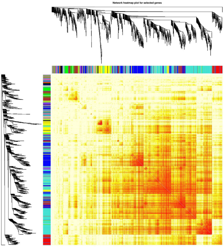 Network heatmap of the gene modules. The tree represents a module (top and left), and the branch represents a gene. Darker the color of the dot (white → yellow → red), stronger the connectivity between the two genes corresponding to the row and column. Yellow tree represents “ME-FASN” module; Blue tree represents “ME-RPL” module; Turquoise tree represents “ME-SLC” module.