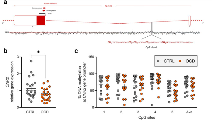 CNR2 expression and regulation in human PBMCs.a Schematic representation of human CNR2 gene. ATG is the translation start site: filled boxes represent the exons’ translated sequence. In the lower part is shown the CpG island with their sequences and the position of the CpG sites under study. In the upper part are shown the location of primers used for mRNA quantification. b CNR2 relative gene expression in human PBMCs from patients diagnosed with OCD and healthy subjects (CTRL). Scattered plots represent individuals’ mRNA abundance calculated by the Delta-Delta Ct (ΔΔCt) method. *p < 0.05 Mann–Whitney test. c % of DNA methylation represented as scattered dot plots for the individual CpG sites under study as well as for the average (Ave) of the 5 CpG sites under study. Values are reported in Supplementary Table 9.