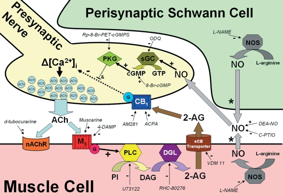 Proposed model summarizing the role played by endocannabinoids (eCBs) at the vertebrate neuromuscular junction. This represents our current working model for explaining the signalling pathways involved in muscarine-induced synaptic depression at the vertebrate neuromuscular junction. Block arrows represent the diffusion or movement of a signalling molecule. Curved block arrows indicate an enzymatic conversion. Solid black arrows depict steps that have been experimentally verified, whereas dashed arrows reveal steps that contain unknown details. All chemicals in italics and their respective arrows are meant to show the various targets of each of the experimental reagents used (see text for details). We are not sure whether nitric oxide (NO) is produced in the muscle fibers or the perisynaptic Schwann cells so we have included each possibility and noted both with an asterisk. NO, acting via cGMP-dependent protein kinase (PKG), is necessary but not sufficient to modulate neurotransmitter release and we have noted this with a dashed line and & symbol. We do not yet know the specific target of PKG. Δ[Ca2+]i, intracellular calcium transient; ACh, acetylcholine; ACPA, arachidonylcyclopropylamide; 2-AG, 2-arachidonylglycerol; AM 281, N-(piperidin-1-yl)-5-(4-iodophenyl)-1-(2,4-dichlorophenyl)-4-methyl-1H-pyrazole-3-carboxamide; CB1, cannabinoid receptor subtype 1; cGMP, cyclic guanosine monophosphate; DAG, diacylglycerol; 4-DAMP, 4-diphenylacetoxy-N-methylpiperidine methiodide; DGL, diacylglycerol lipase; G, G-protein; GTP, guanosine triphosphate; L-NAME, Nω-nitro-l-arginine methyl ester; M3, muscarinic acetylcholine receptor subtype 3; nAChR, nicotinic acetylcholine receptor; NOS, NO synthase; ODQ, 1H-[1,2,4]oxadiazolo[4,3-a]quinoxalin-1-one; PI, phosphatidylinositol or its phosphorylated derivatives; PLC, phospholipase C; RHC-80267, 1,6-bis-(cyclohexyloximinocarbonylamino)-hexane; Rp-8-Br-PET-cGMPS; sGC, soluble guanylate cyclase; U-73122, 1-[6-[[(17b)-3-methoxyestra-1,3,4(10)-trien-17-yl]amino]hexyl]-1H-pyrrole-2,5-dione; VDM 11, (5Z,8Z,11Z,14Z)-N-(4-hydroxy-2-methylphenyl)-5,8,11,14-eicosatetraenamide.