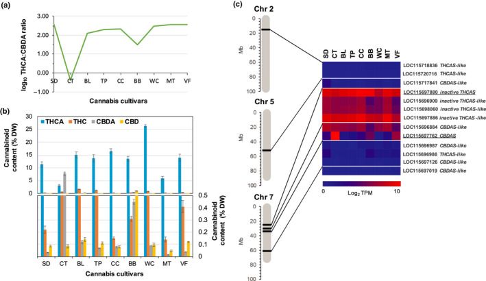 Cannabinoid synthase gene expression in relation to cannabinoid content and composition in nine high cannabinoid yielding cannabis cultivars (data taken from Zager et al., 2019). (a) Tetrahydrocannabinolic acid : cannabidiolic acid (THCA : CBDA) ratio and (b) cannabinoid contents of the cultivars. The lower panel in (b) shows a zoomed‐in view of cannabinoid content (% DW) in the range 0–0.5%. (c) Trichome‐specific expression patterns of 13 cannabinoid synthase genes from cs10 v.1.0 genome assembly (GenBank acc. no. GCA_900626175.1) in these cultivars. Positions on chromosomes represent one or more cannabinoid synthase locus. The reference CBDAS (LOC115697762) and inactive THCAS (LOC115697880) loci are underlined. LOC115697762 bears 100% nucleotide identity with the functional CBDAS identified by Taura et al. (2007) (GenBank acc. no. AB292682.1), whereas LOC115697880 is 99% identical to CBCAS (GenBank acc. no. LY658671.1) at the nucleotide level (Taura et al., 2007). Of the 13 loci, two (LOC115698060 and LOC115697886) are pseudogenic inactive THCAS copies containing in‐frame stop codons, whereas the remaining 11 genes produce full‐length CDS. Trichome enriched RNA‐seq reads previously reported by Zager et al. (2019) were accessed from the NCBI Sequence Read Archive (SRA project no. PRJNA498707; Zager et al., 2019). The reads were mapped to the Cannabis sativa cs10 v.1.0 genome assembly (using Hisat2 v.2.1.0 and sorted by genomic location using samtools v.1.9 Li et al., 2009; Kim et al., 2019). stringtie v.1.3.5 was used to assemble RNA‐Seq alignments into potential transcripts and to calculate gene abundances (TPM) (Supporting Information Table S6; Pertea et al., 2015). Chromosome numbers have been changed to community standard nomenclature in accordance with cs10 v.2.0. (GenBank acc. no. GCA_900626174.2.). Cannabis sativa var. cs10 is associated with a high CBD chemotype. BB, Black Berry Kush; BL, Black Lime; CC, Cherry Chem; CT, Canna Tsu; MT, Mama Thai; SD, Sour Diesel; TP, Terple; TPM, Transcripts per million; VF, Valley Fire; WC, White Cookies. Error bars represent ± 1 SD of the mean metabolite content of each cultivar (n = 3).