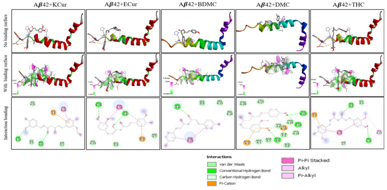 Interactions of Cur and its derivatives with Aβ42. Docking analysis was carried out and the results were investigated using PyRx/AutoDock Vina software and visualized with Discovery Studio Visualizer to further investigate with Aβ40-Cur derivatives. The Molecular docking analysis showed that there were strong interactions of BDMC, DMC and THC, similar to enol and keto forms of Cur. The strongest interaction with Aβ42 was observed in the case of KCur and ECur.