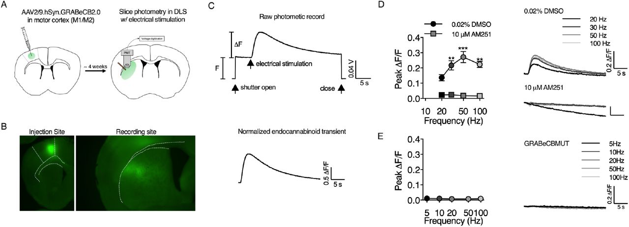 GRABeCB2.0 detects eCB transients in brain slice. A) AAV vectors encoding GRABeCB2.0 were infused into motor cortex (M1/M2) and fluorescence from corticostriatal afferents was measured in the DLS. B) Representative fluorescent micrographs of GRABeCB2.0 expression at the injection site in M1/M2 and in corticostriatal afferents in the DLS. C) Top: raw photometric recording labeled to indicate F and ΔF measurements, epifluorescence exposure time and timing of electrical stimulation. Bottom: normalized eCB transient evoked by a train of electrical stimuli. D) GRABeCB2.0 fluorescent transients evoked by 1s train stimulation at the indicated frequency were blocked by AM251 (n = 3 slices/group, 2-way RM ANOVA, Drug: F(1,8) = 113.8, p < 0.0001; Frequency: F(3,8) = 5.9, p < 0.05; Interaction: F(3,8) = 2.6, p > 0.05) . E) Fluorescent transients could not be detected with the GRABeCBMUT control sensor.