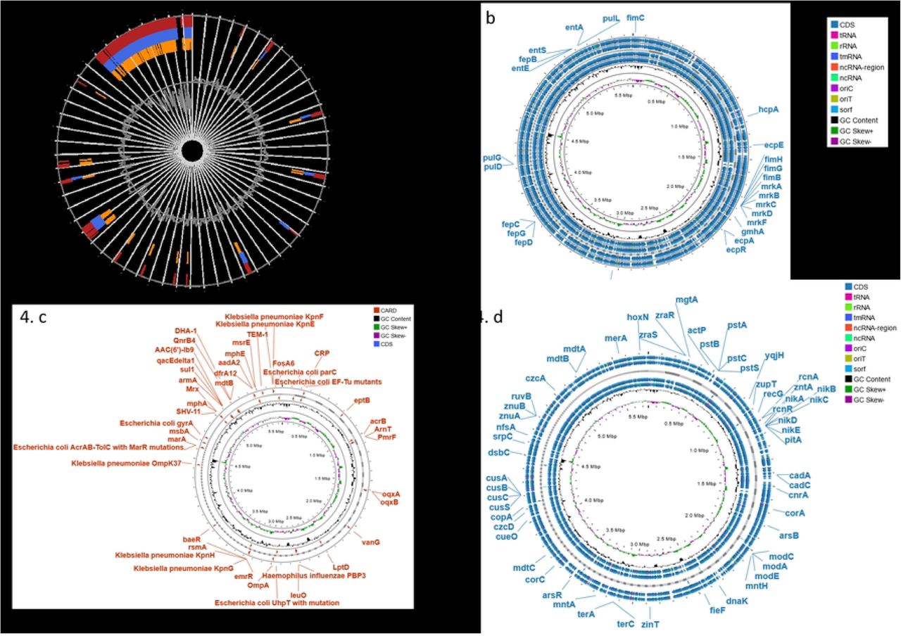 Comprehensive genomic analysis of Klebsiella pneumoniae BCSIR-JUMIID isolate, highlighting mobile genetic elements, virulence factors, antibiotic resistance mechanisms, and heavy metal resistance genes. (a) Genomic island and resistance gene identification IslandViewer 4. (b) Virulence factor analysis of K. pneumoniae BCSIR-JUMIID, identifying genes associated with pilus production, iron acquisition, biofilm formation, lipopolysaccharide (LPS) biosynthesis, and type II secretion system (T2SS). (c) Antibiotic resistance gene profile obtained CARD databases, illustrating resistance to aminoglycosides, fluoroquinolones, beta-lactams, macrolides, sulfonamides, tetracyclines, and polymyxins. (d) Heavy metal resistance gene analysis, identifying genes involved in arsenic, cobalt, zinc, cadmium, copper, and mercury detoxification and efflux, indicating the isolate’s capacity to survive in metal-contaminated environments.