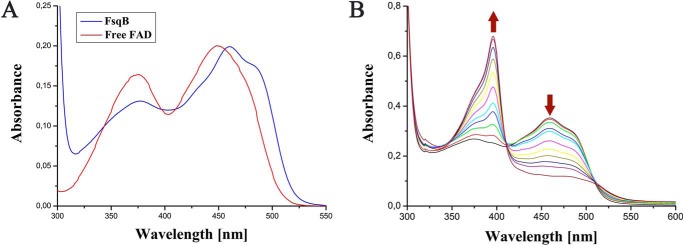 A, UV-visible absorption spectrum of FsqB (blue line) compared with free FAD (red line). The absorption spectrum of FsqB was recorded in sodium phosphate buffer, pH 7.6. B, the photoreduction of FsqB as a function of light irradiation, which causes a decrease of absorption at 460 nm and a sharp increase of absorption at 396 nm, indicating the formation of the red anionic semiquinone. After complete reduction to the flavin semiquinone, the oxidized flavin was regenerated within ∼70 min under aerobic conditions, i.e. reoxidation by dioxygen.
