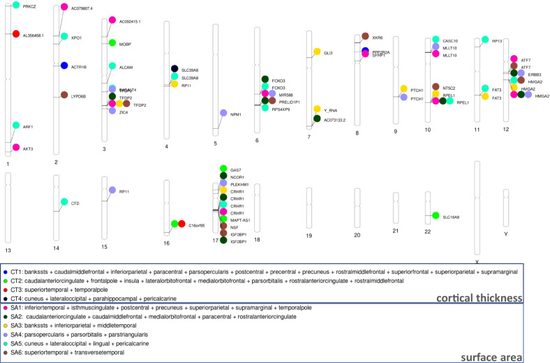 SNPs for GIBNS derived from surface area and cortical thickness.Phenogram of GWS SNPS associated with six genetically informed brain networks (GIBNs) derived from surface area (SA) and four GIBNs derived from the cortical thickness (CT).