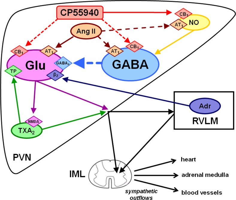 Possible mechanisms involved in the effect of the CB receptor agonist CP55940 topically administered to the paraventricular nucleus (PVN) on the sympathetic outflow and cardiovascular parameters. Activation of presynaptic inhibitory CB1 receptors on glutamatergic (Glu) neurones leads to a decrease in the sympathetic outflow (mainly to resistance vessels and heart) and a fall in blood pressure. Activation of presynaptic inhibitory CB1 receptors on GABAergic (γ-aminobutyric acid) neurons leads to an increase in the sympathetic outflow (mainly of the adrenal medulla) and in blood pressure. Activation of presynaptic facilitatory (i) angiotensin II (Ang II) AT1, (ii) thromboxane A2 (TXA2) TP and (iii) adrenaline (Adr) β2-adrenergic receptors increases whereas activation of GABAA receptors decreases the release of glutamate. Nitric oxide (NO) stimulates GABA release. For the sake of clarity, only interactions examined in the present study have been shown in this scheme. An inhibitory effect of Ang II and a facilitatory effect of CP55940 on NO production although opposite in direction to the effects usually obtained by AT1 and CB1 receptor activation, respectively, are also indicated. stimulatory inputs; inhibitory inputs. RVLM rostral ventrolateral medulla, IML intermediolateral column