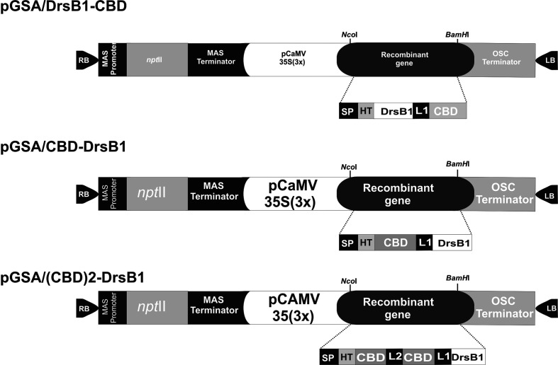 Schematic representation of the three genetic constructs used for Agrobacterium-mediated transformation. MAS, mannopine synthase; npt II: neomycin phosphotransferase II; CaMV35S(3×) cauliflower mosaic virus 35S promoter; OSC, octopine synthase; SP, Avr4 signal peptide; HIS, RGS histidine tag; DrsB1, dermaseptin B1; CBD, carbohydrate binding domain from Avr4 effector protein; L1, helix-forming linker (EAAAK)4; L2, linker sequence from Caenorhabditis elegans chitinase (CCD73759) gene; RB and LB, right and left borders of Agrobacterium T-DNA region. Two CBDs are fused together by a linker sequence from Caenorhabditis elegans chitinase (CCD73759) gene.
