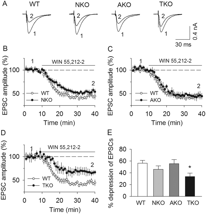 MAGL-TKO, but not -NKO or -AKO, caused partial desensitization of the CB1 receptor.(A–D) There was no significant difference in WIN55,212-2-induced PF-EPSC depression between WT and MAGL-NKO (A,B; p > 0.05), or between WT and MAGL-AKO slices (A,C; p > 0.05). However, WIN55212-2 induced significantly less depression of PF-EPSCs in MAGL-TKO slices compared with that of WT (A,D; *p = 0.045). For the purpose of comparison, the result obtained from WT slices were superimposed in each panel from (B–D). (E) Summarized results show that WIN55,212-2 induced a significantly smaller depression of PF-EPSCs in MAGL-TKO slices (*p = 0.045) compared with that of WT, but no a significant difference was found between MAGL-NKO vs. WT; or MAGL-AKO vs. WT (p > 0.05, n = 9–12 cells from N = 3–4 mice per genotype).