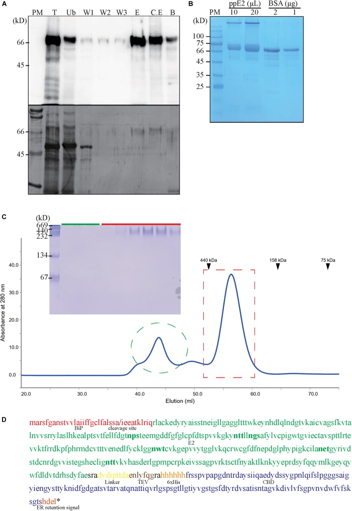 Purification and identity confirmation of recombinant E2 fusion protein. (A) Purification of plant-produced E2 fusion protein (ppE2). Protein extracts prepared from fresh leaves of transgenic Nicotiana benthamiana (1 g leaves/5 ml extraction buffer) were loaded onto a column containing 0.2 g of cellulose beads. The column was washed three times, and wash-off fractions were collected. Proteins were eluted with 2 × 5 ml of elution buffer. Aliquots of total protein (T), unbound fraction (Ub), wash-off fractions (W1–W3), and elution fractions (E1 and E2), as well as the post-elution cellulose-bead contents, were analyzed by western blotting using anti-CBD antibody. (B) Quantification of purified ppE2. Purified ppE2 was concentrated using 50 kD-cutoff centrifugal concentrators and analyzed by SDS-PAGE. Proteins were visualized by Coomassie Brilliant Blue staining. Bovine serum albumin (BSA) was used for comparison. (C) Size-exclusion chromatography and native-PAGE analysis of ppE2. Purified ppE2 was injected onto the equilibrated column and separated, with collection of 1.5 ml fractions. Fractions corresponding to absorbance peaks (marked with a green circle and a red box) were analyzed by 9% native PAGE and stained with Coomassie Brilliant Blue. Ferritin (440 kD), aldolase (158 kD), and conalbumin (75 kD) were used as molecular-weight standards. (D) Amino acid sequencing of ppE2 fusion protein. ppE2 (0.4 mg/ml) in PBS buffer containing cellobiose was subjected to Edman degradation in an automated manner. Amino acid residues in red indicate BiP residues of ppE2 following cleavage during endoplasmic reticulum targeting. Putative N-linked glycosylation sites are shown in bold.