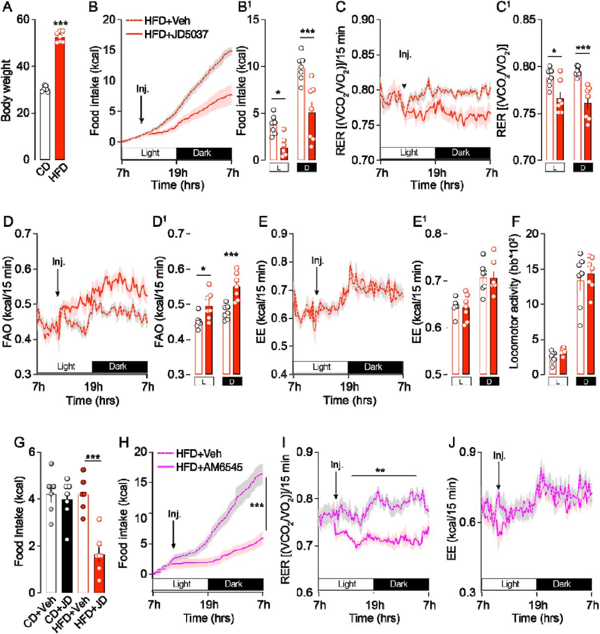 Inhibition of peripheral CB1R affects feeding and nutrient partitioning in HFD-mice.(A) HFD-induced body weight gain. Veh or JD5037 (3 mg/kg, i.p.) were administered to HFD-mice and their feeding and metabolic profiles were characterized by using metabolic chambers (indirect calorimetry). (B, B1) Food intake, (C, C1) respiratory exchange ratio (RER), (D, D1) fatty acid oxidation (FAO), (E, E1, see also Suppl. Fig. 1A) energy expenditure (EE) and (F) spontaneous locomotor activity in HFD-mice injected with vehicle or JD5037 (3 mg/kg, i.p.) (n=7 mice/group). (G) Food intake in fasted chow diet- and HFD-mice 4 hours after refeeding schedule (n=6-7 mice/group). (H) Food intake, (I) RER and (J, see also Suppl. Fig. 1B) EE in HFD-mice injected with vehicle or the peripheral CB1R neutral antagonist AM6545 (3 mg/kg, i.p.) (n=7 mice/group). Statistics: Student’s t-test (A panel), Two-way ANOVA followed by a Bonferroni post hoc test (B1, C1, D1, E1, F, H, I, J panels), One-way ANOVA followed by a Bonferroni post hoc test (G panel), *p<0.05, **p<0.01 and ***p<0.001 for specific comparisons.