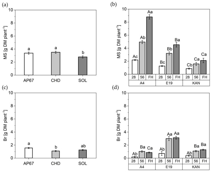 Mean dry matter (DM) of the different stem fractions in [g plant−1]: (a) Main stem (MS) under AP67, CHD and SOL across all biomass cuts; (b) Main stem (MS) of A4, E19, and KAN at 28 DAP, 56 DAP and FH; (c) Branches (Br) under AP67, CHD and SOL across all biomass cuts; (d) Branches (Br) of A4, E19, and KAN at 28 DAP, 56 DAP and FH. Means covered by at least one identical lowercase letter did not differ significantly at α = 0.05, within each measurement or light spectra. Means covered by at least one identical uppercase letter did not differ significantly at α = 0.05, within strain as indicated by a Tukey-test.