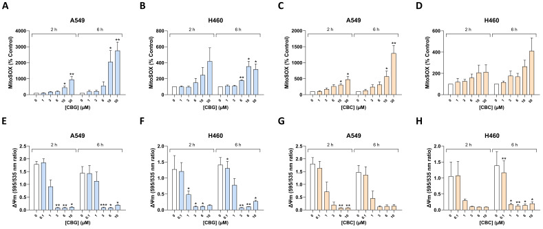 Concentration- and time-dependent effect of CBG and CBC on mitochondrial superoxide (A–D) and changes in mitochondrial membrane potential (E–H) of A549 and H460 cells. Cells were incubated with CBG or CBC at the indicated concentrations for 24 h. Data were obtained using fluorescence measurements, as described in Section 2.8 and Section 2.9. Data represent the mean ± SEM of 4 (A–D) or 3 (E–H) biological replicates, each performed in technical triplicate. Percentage values in (A–D) refer to the respective vehicle control, which was set to 100%. * p ≤ 0.05, ** p ≤ 0.01, *** p ≤ 0.001 vs. corresponding vehicle control; statistical analyses were performed on log-transformed fluorescence ratios derived from blank-corrected fluorescence values using RM one-way ANOVA with Dunnett’s post hoc test.