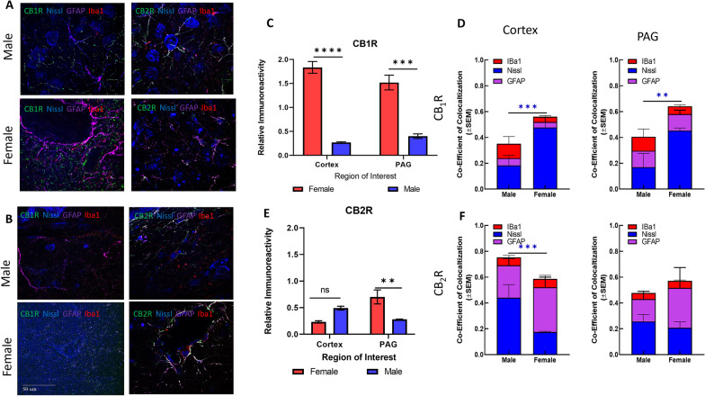 Immunohistochemical analysis of CB1R and CB2R. A Immunohistochemistry of naïve male and female cortex. Staining for CB1R, CB2R, Iba1, GFAP, and Nissl was performed. Original magnification ×63. B Immunohistochemistry of naïve male and female PAG. Staining for CB1R, CB2R, Iba1, GFAP, and Nissl was performed. Original magnification ×63. Scale on lower left image applies to all frames. C Relative immunoreactivity of CB1R staining revealed significantly greater staining for CB1R in female cortex and lPAG vs males for both regions (****p < 0.0001 female cortex vs male cortex, ***p = 0.001 female lPAG vs male lPAG). D Measurement of co-efficient of colocalization for CB1R with Iba1, Nissl, and GFAP. CB1R colocalization with Nissl was significantly higher in female cortex vs male cortex (***p = 0.008) and female PAG vs male PAG (**p = 0.01). E CB2R immunoreactivity was significantly higher in female lPAG vs male lPAG (**p = 0.0053). F Measurement of co-efficient of colocalization for CB2R with IBa1, Nissl, and GFAP. CB2R colocalization with Nissl in the male cortex was significantly greater than in female cortex (***p = 0.0178). All calculations for co-efficient of colocalization were performed with respect to the relevant enzyme. n = 3/sex for each analysis