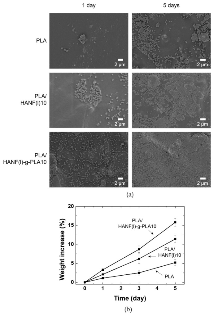 (a) Surface SEM images (b) weight increase of PLA and its composites after soaking in 5×SBF.