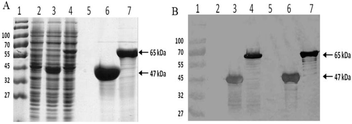 Expression and purification of silk and silk-CBD. SDS-PAGE of soluble E. coli proteins, stained with Coomassie blue (A); and Western blot analysis (B) using an anti-HIS antibody. Lane 1, molecular weight marker; lane 2, total protein of the control bacteria (E. coli transformed with an empty vector); lane 3, total protein of silk expressing bacteria; lane 4, total protein of silk-CBD expressing bacteria; lane 5, control sample (empty vector) after Ni-NTA purification; lane 6, purified silk protein; and lane 7, purified silk-CBD fusion protein.