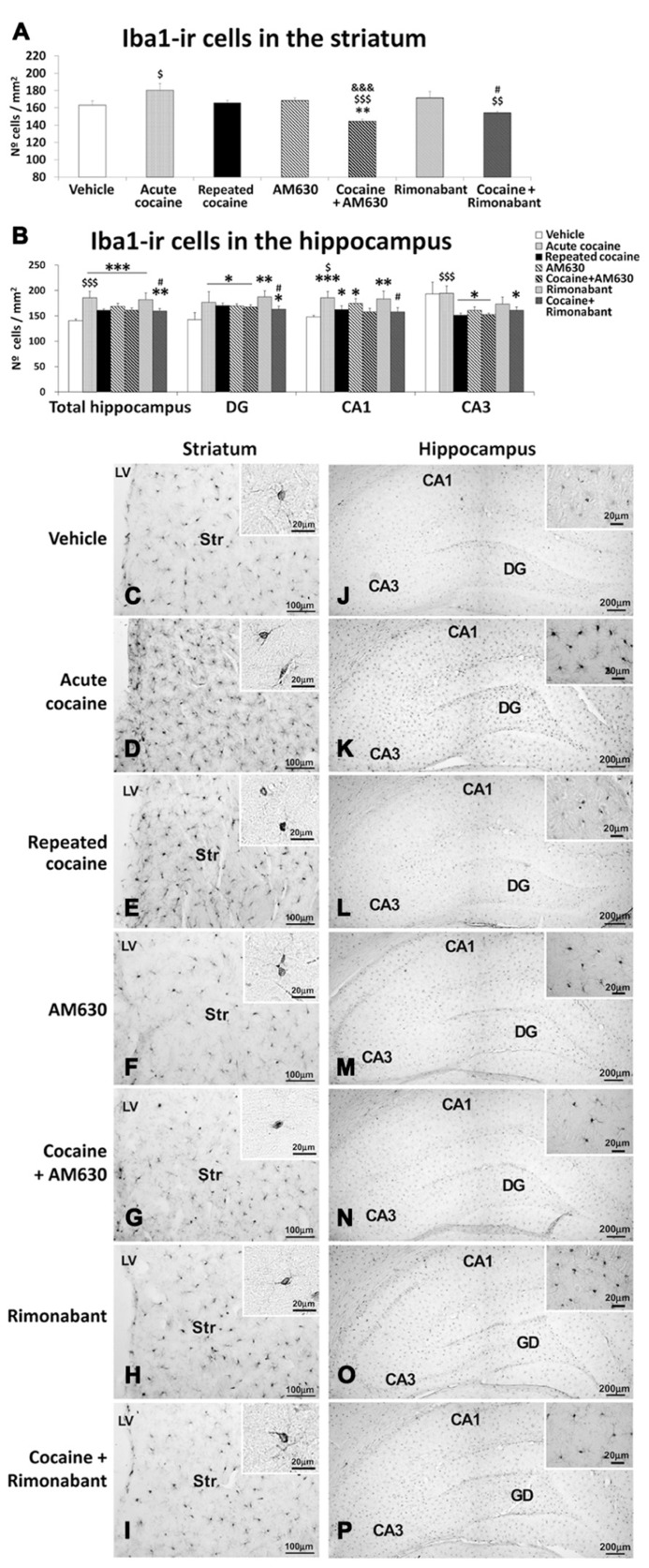Effects of repeated administration of cocaine and co-administration of cocaine (20 mg/kg) and Rimonabant (3 mg/kg) or AM630 (3 mg/kg) on microgliosis in the striatum (A) and the hippocampus (B) as measured with Iba-1 immunohistochemistry. AM630 and Rimonabant administration decreased the numbers of Iba1-ir cells observed in the striata but not the hippocampi of the repeated cocaine-treated rats. (C–P) Representative microphotographs showing low- and high-magnification (insets) views of microglial cells in the striatum and hippocampus. The histogram displays the means ± the SEMs (n = 8/group) of the numbers of Iba1-ir cells per area (mm2). One-way ANOVA: *P < 0.05, **P < 0.01, ***P < 0.001 vs. vehicle group; $P < 0.05, $$P < 0.01, $$$P < 0.001 vs. repeated cocaine group; &&&P < 0.001 vs. AM630 group; #P < 0.05 vs. Rimonabant group. Scale bars are included in each image.