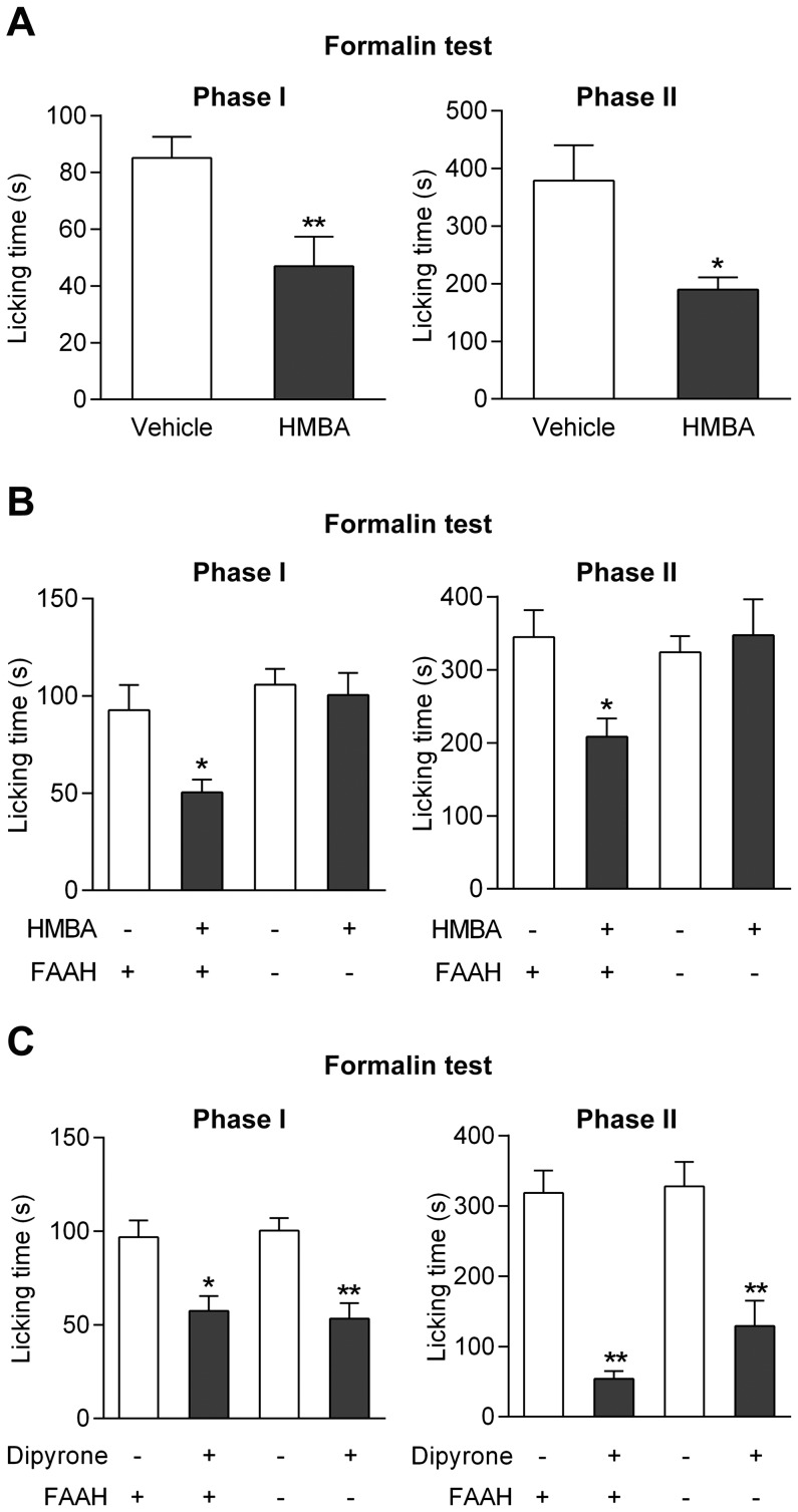 Effects of 4-hydroxy-3-methoxybenzylamine (HMBA) on nociception in the formalin test in mice.At a dose that did not affect spontaneous locomotion (Fig. 3B), HMBA (100 mg/kg) inhibited nocifensive behaviour in both phases of the formalin test in C57BL/6 wild-type mice (A; n = 5–7). The antinociceptive effect of HMBA disappeared in FAAH−/− mice as compared to their wild-type littermates (B; n = 4–8), whereas dipyrone (30 mg/kg) produced similar antinociception in FAAH+/+ and FAAH−/− mice (C; n = 5–7). HMBA and dipyrone were injected by the intraperitoneal route 10 min before the tests. *p<0.05 and **p<0.01 when compared to vehicle injection, using Mann-Whitney U test.