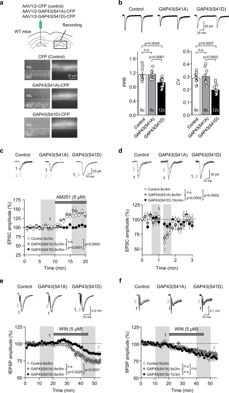 Phosphorylated GAP43 inhibits CB1R function at MC-GC synapses.a Schematic diagram illustrating the injection of AAV1/2-CBA-CFP (control), AAV1/2-CBA-GAP43(S41A)-CFP or AAV1/2-CBA-GAP43(S41D)-CFP in the hilus of 3-week-old WT mice. Electrophysiological recordings were performed in the contralateral DG. Infrared differential interference contrast (left) and fluorescence (right) images showing CFP expression in the commissural MC axon terminals in the contralateral DG. Note the presence of CFP-positive fibers in the IML and its absence in the GC layer. This CFP-expression pattern was observed in all injected animals with similar results. b Whole-cell patch-clamp recordings were performed on GCs from injected mice. Representative traces (top) and quantification bar graph (bottom) for basal PPR and CV are shown (means ± SEM; c = cells; one-way ANOVA with Tukey’s multiple comparisons test). c EPSCs recorded from injected mice upon AM251 bath application (5 μM, 10 min). Representative EPSC traces, before and after AM251 application (top), and time-course summary plot (bottom) are shown [means ± SEM, c = cells, m = mice; shaded areas indicate the time intervals at which the statistical analysis was conducted; one-way ANOVA with Tukey’s multiple comparisons test]. d DSE magnitude in injected mice. Representative traces (top) and time-course summary plot (bottom) are shown [means ± SEM; c = cells, m = mice; shaded areas indicate the time intervals at which the statistical analysis was conducted; one-way ANOVA with Tukey’s multiple comparisons test]. e fEPSPs recorded from injected mice upon WIN-55,212-2 bath application (WIN; 5 μM, 25 min). Representative fEPSP traces, before and after WIN application (top), and time-course summary plot (bottom) are shown [means ± SEM; s = slices, m = mice; shaded areas indicate the time intervals at which the statistical analysis was conducted; one-way ANOVA with Tukey’s multiple comparisons test]. f fIPSPs recorded from injected mice upon WIN bath application (5 μM, 25 min). Representative fIPSP traces, before and after WIN application (top) and time-course summary plot (bottom) are shown (means ± SEM; s = slices, m = mice; shaded areas indicate the time intervals at which the statistical analysis was conducted; n.s. by one-way ANOVA with Tukey’s multiple comparisons test). Source data are provided as a Source data file.