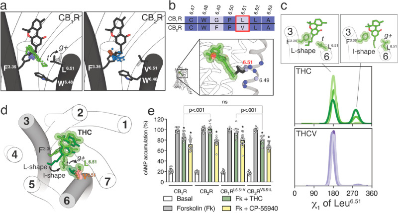 Conformational analysis of the Leu/Val6.51 side chains of CB1R and CB2R. (a) Evolution of the terminal methyl group (color spheres) of the alkyl chain of THC or THCV during MD simulations of THC bound to CB1R (green) or CB2R (brown) and THCV bound to CB1R (purple) or CB2R (blue). The black arrow represents the conformational change of the side chain of Leu6.51 from t to g+ that is triggered by the I-shaped conformation of THC in CB1R. (b) Sequence comparison of TM 6 between CB1R and CB2R and the position of these amino acids in CB1R (THC in the I-shaped conformation is shown as a reference). (c) Histogram distributions of the χ1 dihedral angle of Leu6.51 along the MD simulations of CB1R bound to THC or THCV. Leu6.51 adopted the t conformation with THCV and visited both the t and g+ conformations with THC. Representative structures of these conformations are also shown on the top panels. (d) Molecular representation of the different conformations of the five-carbon pentyl chain of THC (L- and I-shape) and Leu6.51 in CB1R (t and g+). The transition of the alkyl chain of THC from the L-shape to the I-shape conformation (black arrow), to fill the intracellular cavity between TMs 3 and 6 delineated by Phe3.36, Trp6.48, and Leu6.51, requires the conformational transition of Leu6.51 from t to g+ (black arrow). THC in the I-shape conformation and Leu6.51 are shown in VdW spheres to visualize the narrow size of the intracellular cavity. Val6.51 of CB2R (in orange) is superimposed to perceive that the β-branched character of the side chain blocks the access of the ligand chain to the intracellular cavity. (e) CAMP levels determined in HEK-293T cells transfected with CB1R, CB2R, CB1RL6.51V, or CB2RV6.51L. Cells were pretreated with vehicle (basal) or with THC (10 μM) or CP-55940 (100 nM) upon exposure to forskolin (Fk, 500 nM). Values are means ± SD (n = 4 with sixtiplicates in all experiments) of the percentage of forskolin-induced cAMP formation. These values were analyzed statistically with one-way ANOVA, followed by Bonferroni’s multiple comparison test (*: p < 0.05 compared with Fk).