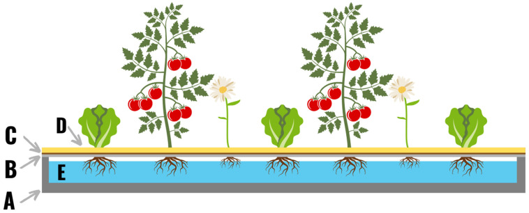 The original hydroponic system built by Gericke in 1929. A roll of bituminous roofing paper (36 ft × 3 ft) was folded up on every edge 6 inches to form a trough (A). On top of the trough a layer of wire netting was attached (B), and a layer of burlap (C) was added on top of the wire. A one-inch layer of sand (D) was added on top as a substrate for the plants to grow in. The trough was filled with nutrient solution (E), and a variety of crops were planted in the system.
