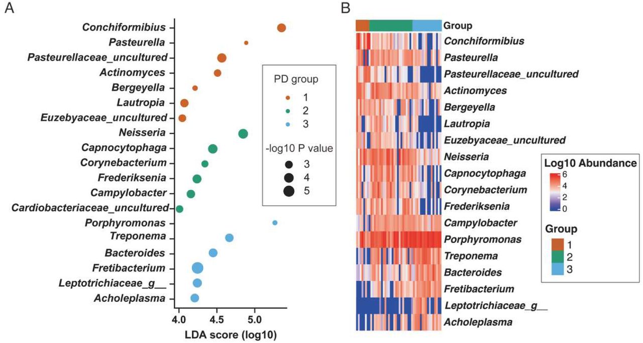 LEfSe analysis and LDA heatmap of the oral microbiome in PD and dogs.(A) Dot plot differentiating the distinct LDA values of periodontal disease groups 1, 2, and 3. (B) An LDA heatmap, visualized on a log10 scale, was formulated using post-sample normalization with the sum of values set to a million (count per million). Group 1 is represented in Red, Group 2 in green, and Group 3 in blue.