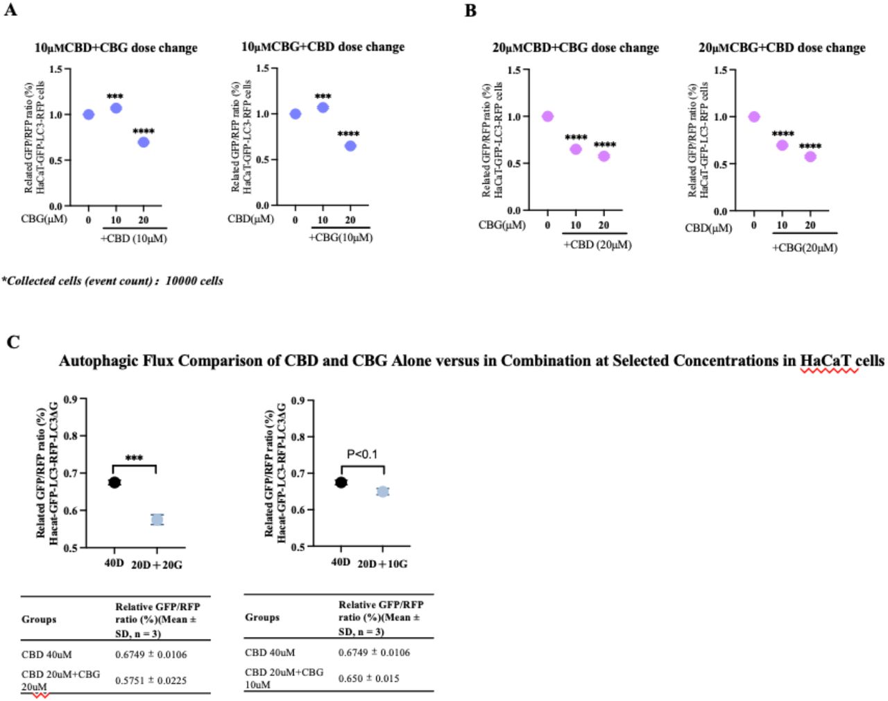Dose-dependent enhancement of autophagic flux by combined CBD and CBG treatment in HaCaT GFP-LC3-RFP cells. While individual treatment with certain concentrations of CBD or CBG alone did not significantly activate autophagy, combinations of CBD and CBG led to greater autophagic flux than higher doses of either compound alone.(A) Autophagic flux in HaCaT cells treated with 10 μM CBD combined with dose-adjusted CBG.(B) Autophagic flux in HaCaT cells treated with 20 μM CBD combined with dose-adjusted CBG.(C) Comparison of autophagic flux between low-dose CBD–CBG combinations and high-dose individual treatments.Autophagic flux is normalized to respective DMSO controls. Data represent mean ± SD of biological triplicates. One-way ANOVA was applied. P values are indicated as follows: n.s. = P > 0.05; *P ≤ 0.05; **P ≤ 0.01; ***P ≤ 0.001; ****P ≤ 0.0001.
