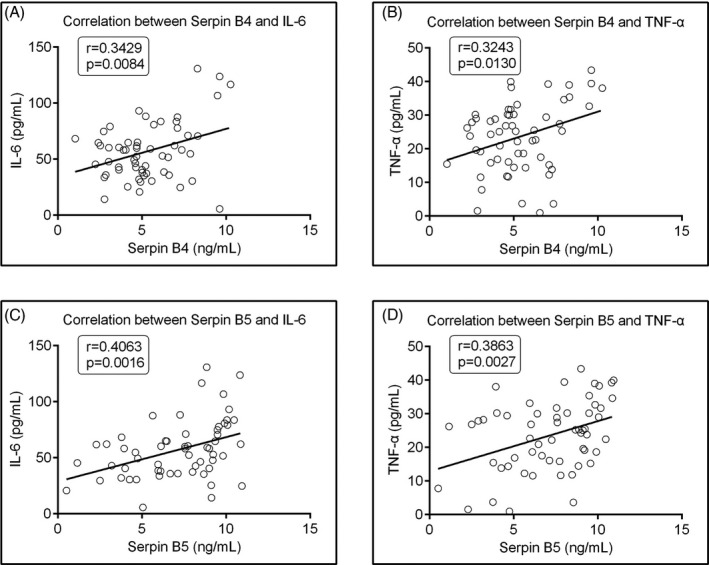 Correlation analysis of SERPINB4 and SERPINB5 to two cytokines in peri‐implantitis. (A,B) SERPINB4 to IL‐6 and TNF‐α. (C,D) SERPINB5 to IL‐6 and TNF‐α were analyzed by Pearson’s correlation