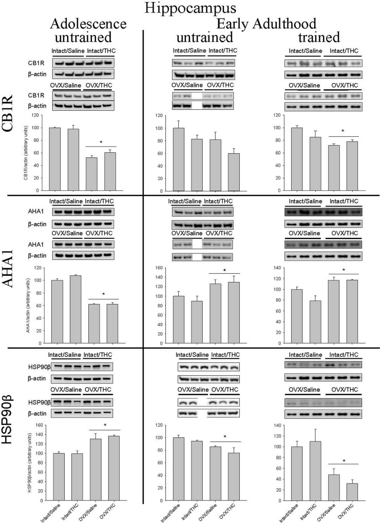 Effects of chronic Δ9-THC and hormone status on the endogenous levels of CB1R, AHA1, and HSP90β in the hippocampus. Above each bar graph are western blots of protein levels in hippocampal extracts from the female rats in each of the four chronically treated groups. The extracts were separated by 10% SDS-PAGE, transferred onto PDVF membranes, and subjected to western blotting with specific antibodies for each protein. The data were quantified using a GE ImageQuant (LAS-4000 Plus) and the Image J program (Version 1.54). Levels of each protein were corrected for the β-actin levels in the same samples and presented as a ratio of protein to actin in relative units. Asterisks associated with a bar indicate significant main effects of hormone status, as there were no significant main effects of chronic treatment and no significant interaction between chronic Δ9-THC and hormone status in hippocampus.